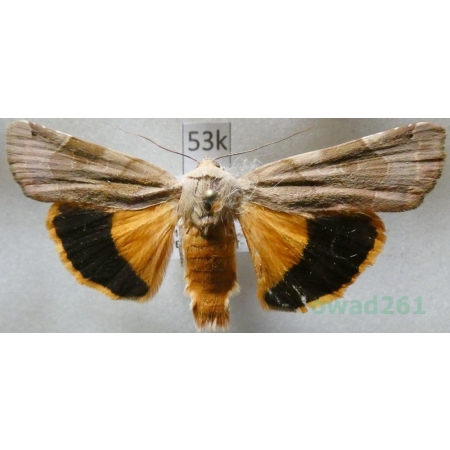 Noctua fimbriata (Schreber, 1759) Rolnica aksamitka Czech53k